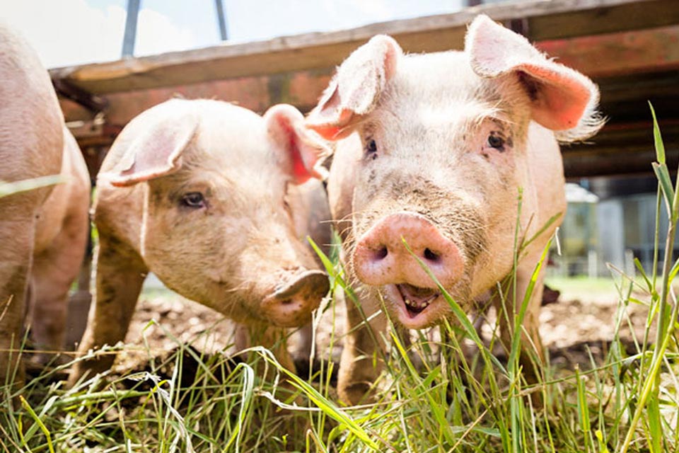 Kauf ein Schwein bei Faunt