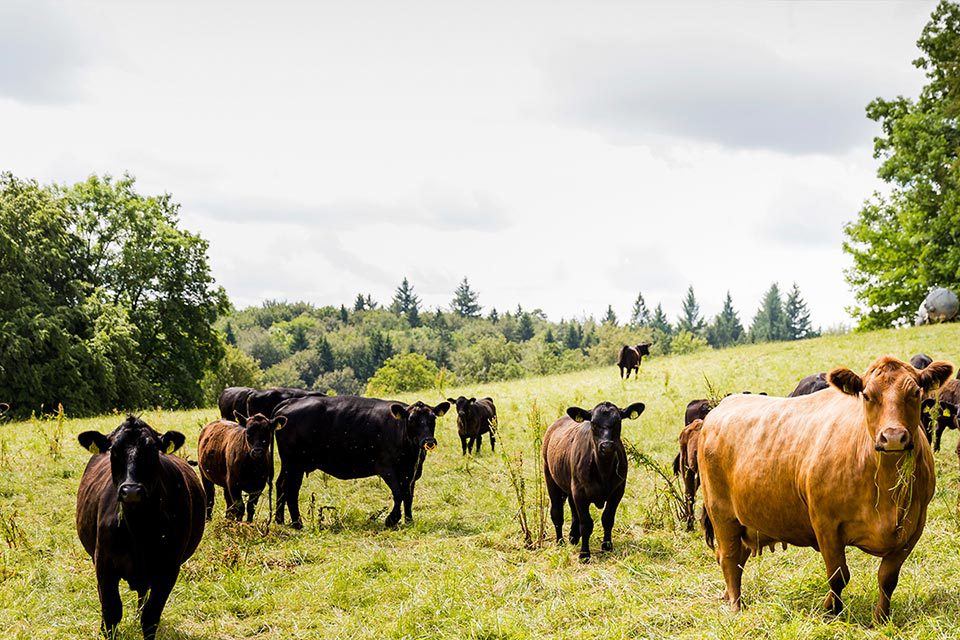 Kauf ne Kuh bei Faunt